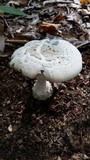 Amanita subcokeri image