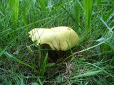 Suillus americanus image