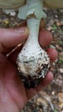 Amanita subcokeri image
