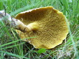 Suillus americanus image