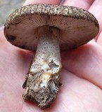 Tricholoma atrosquamosum var. squarrulosum image