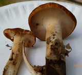 Polyporus radicatus image