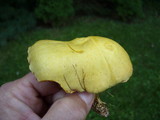 Suillus americanus image