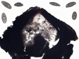 Verrucaria macrostoma f. macrostoma image
