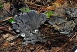 Hydnellum suaveolens image