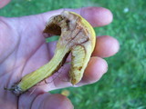 Suillus americanus image