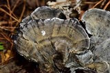 Hydnellum suaveolens image