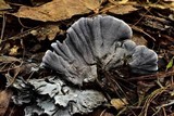 Hydnellum suaveolens image