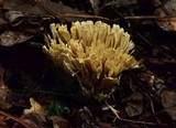 Sebacina schweinitzii image