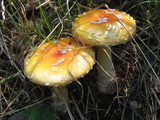 Amanita persicina image