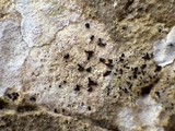 Arthonia calcarea image