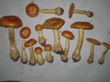 Amanita persicina image