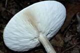 Melanoleuca alboflavida image