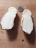 Amanita ravenelii image