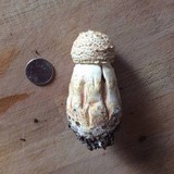 Amanita ravenelii image