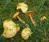 Suillus americanus image
