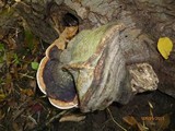 Fomitopsis mounceae image
