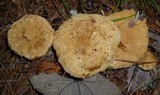 Onnia tomentosa image