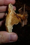 Onnia tomentosa image