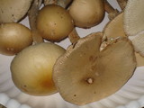 Amanita velatipes image