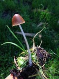 Parasola auricoma image