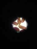 Parasola auricoma image