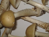 Amanita velatipes image
