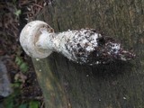 Amanita solitaria image