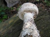 Amanita solitaria image