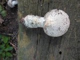 Amanita solitaria image
