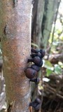 Daldinia asphalatum image