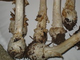 Amanita velatipes image