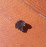 Daldinia asphalatum image