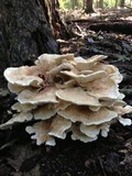 Bondarzewia berkeleyi image