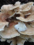 Bondarzewia berkeleyi image