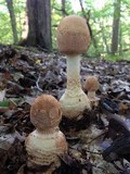 Amanita daucipes image