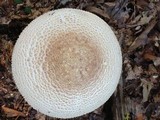 Amanita ravenelii image