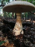 Amanita ravenelii image