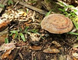Laetiporus persicinus image