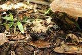 Laetiporus persicinus image