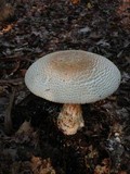 Amanita ravenelii image