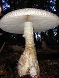 Amanita ravenelii image