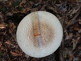 Amanita ravenelii image