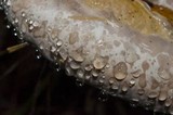 Fomitopsis mounceae image