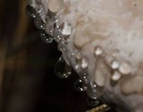 Fomitopsis mounceae image