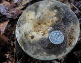 Retiboletus griseus image