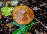 Aureoboletus innixus image