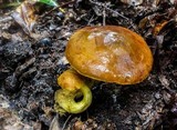 Aureoboletus innixus image