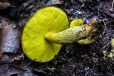 Aureoboletus innixus image