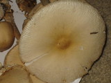Amanita velatipes image